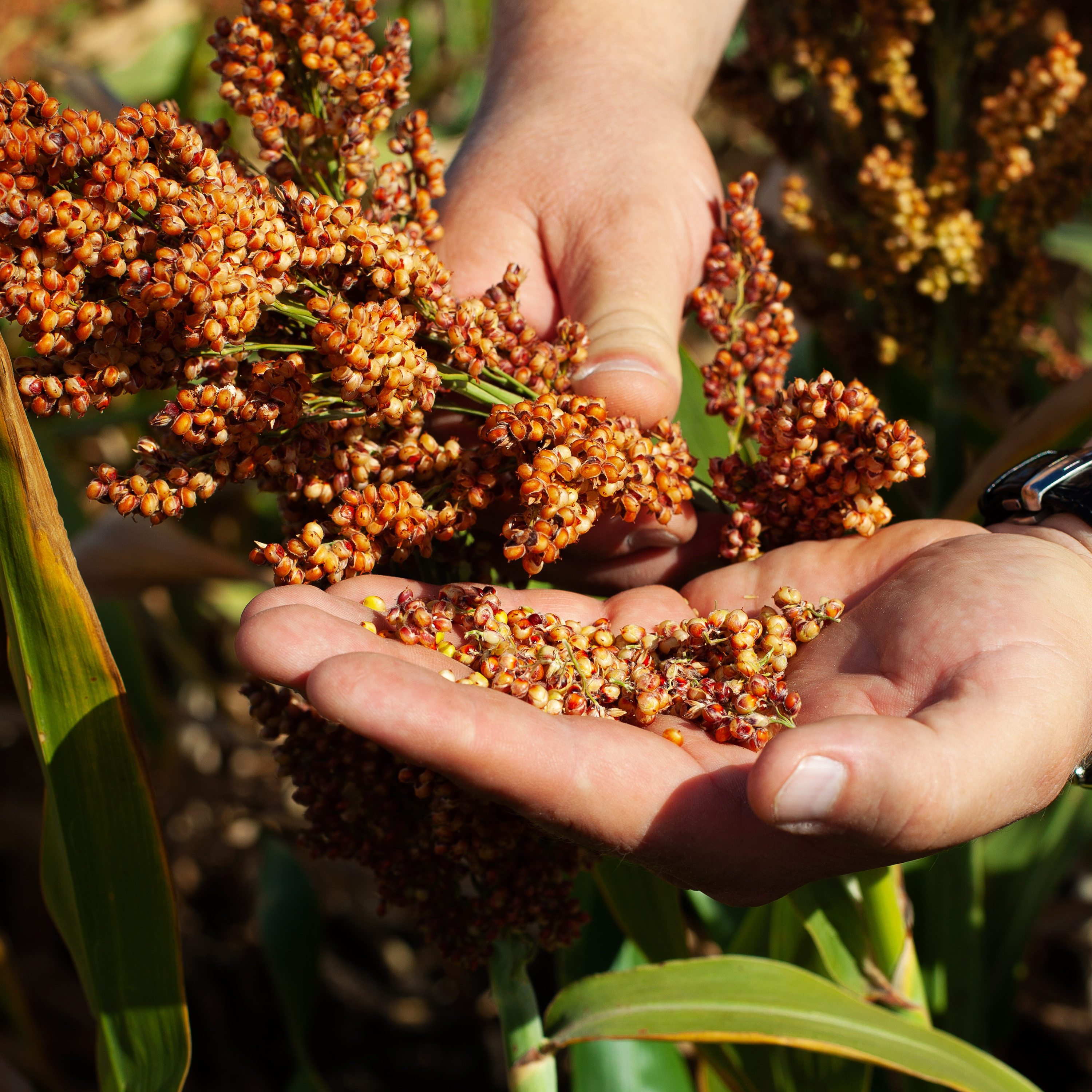 Mains d'un agriculteur tenant une grappe de sorgho rouge mûr et examinant les grains récoltés en plein champ - Sainte Harmonie, Baijiu Français.