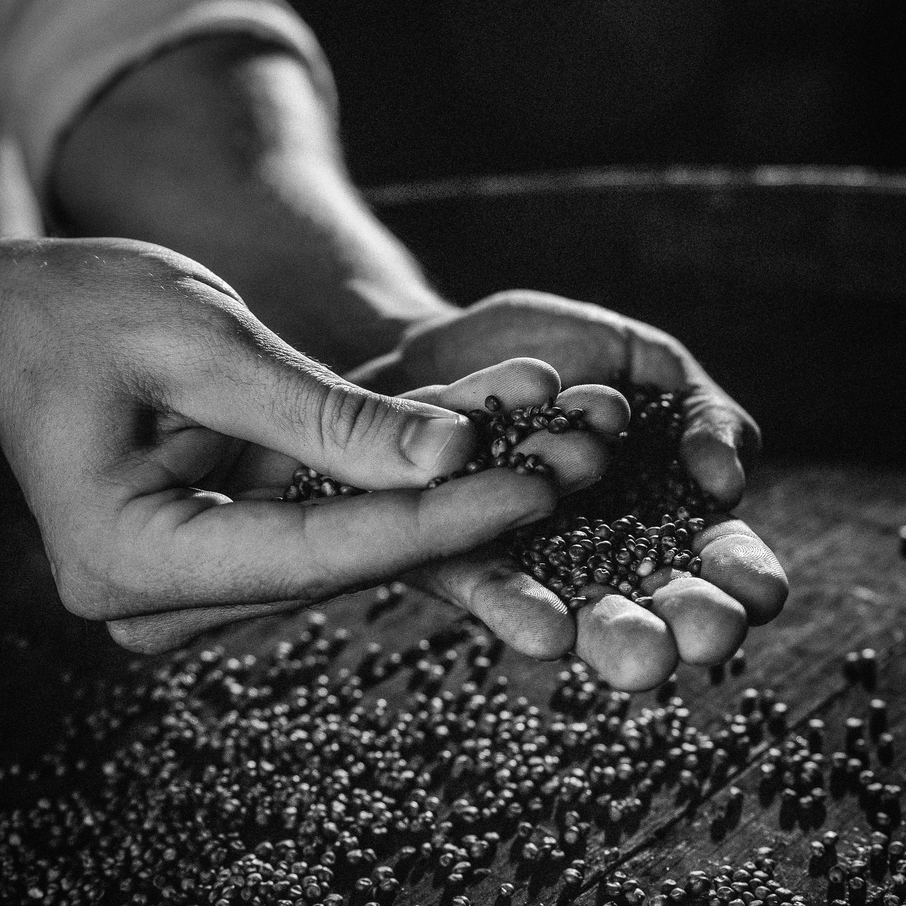 Photographie artistique en noir et blanc montrant les mains d'un artisan qui manipule et contrôle délicatement des grains de sorgho au-dessus d'un fût en bois, symbolisant le savoir-faire traditionnel - Sainte Harmonie, Baijiu Français.