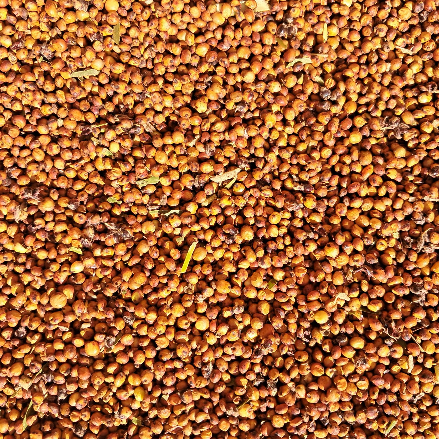 Vue du dessus de milliers de grains de sorgho rouge récoltés et étalés pour la production de spiritueux 2 - Sainte Harmonie, Baijiu Français.