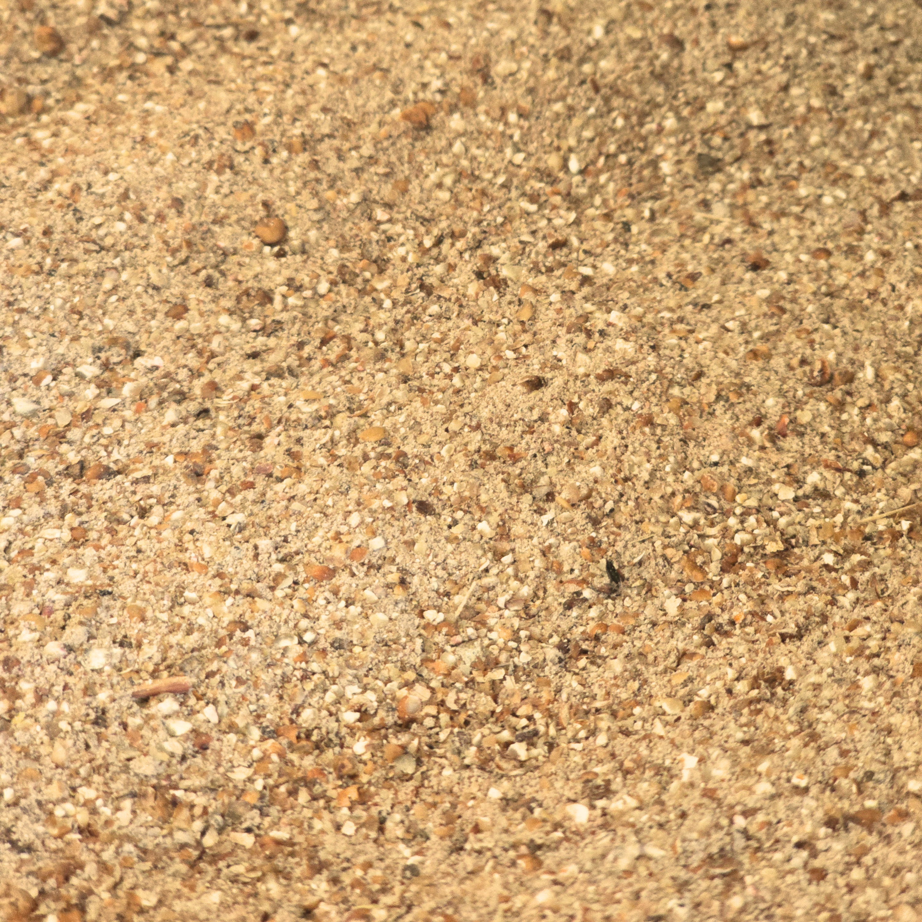 Gros plan sur de la poudre de Qu composée de céréales finement broyées prête pour le processus de fermentation traditionnelle - Sainte Harmonie, Baijiu Français.