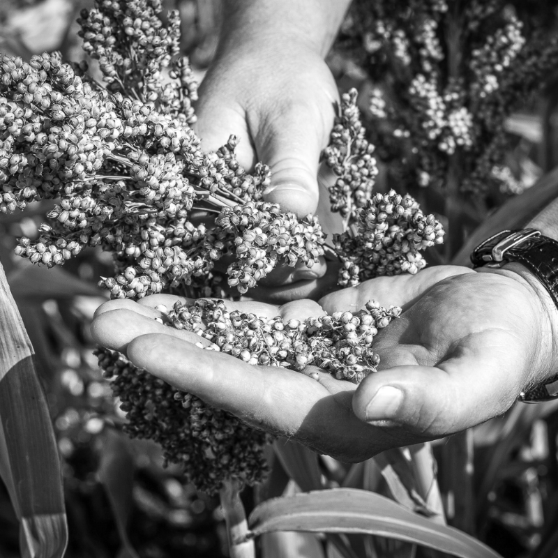 Gros plan en noir et blanc sur les mains d'un artisan examinant des grains de sorgho fraîchement récoltés au cœur d'un champ pour la fabrication du spiritueux - Sainte Harmonie, Baijiu Français.