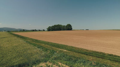 Vue aérienne panoramique par drone sur de vastes champs agricoles de sorgho sous un ciel bleu, révélant la beauté et la richesse du terroir français - Sainte Harmonie, Baijiu Français.